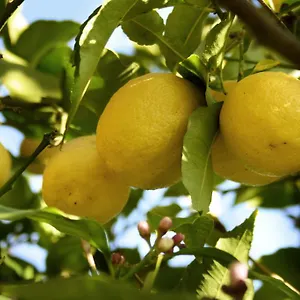Il Giardino Di Gabri Italie